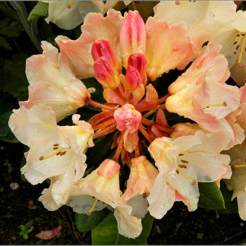 Rhododendron jaune 'Horizon Monarch'