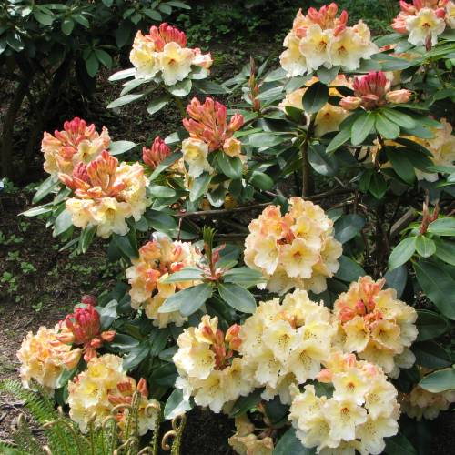 Rhododendron jaune 'Horizon Monarch'