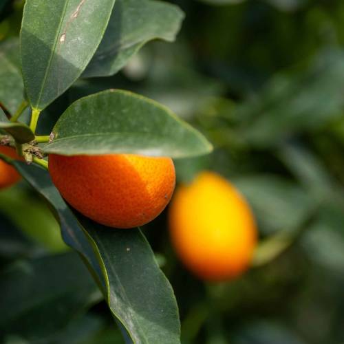 Kumquat