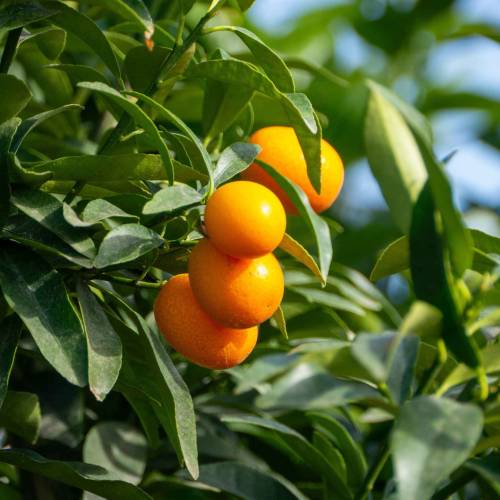 Kumquat