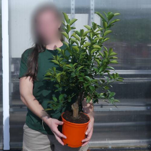 Calamondin