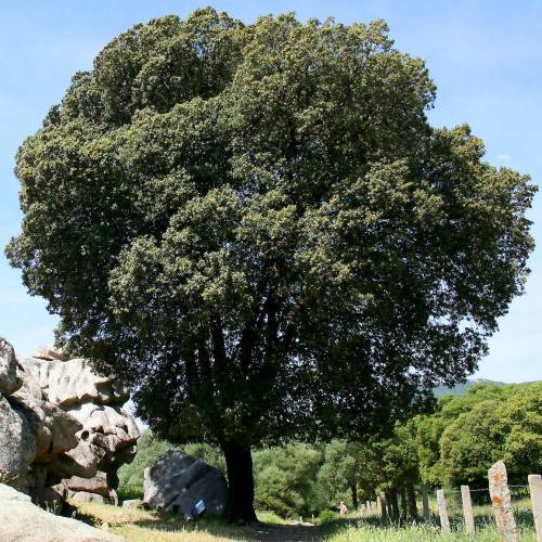 Quercus ilex r Quercus ilex r