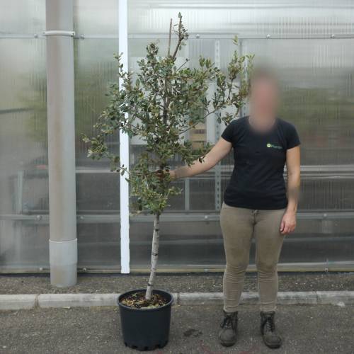 Ch�ne vert