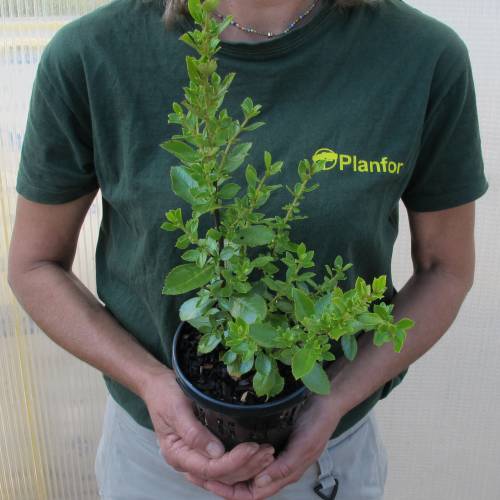 Escallonia macrantha Rose