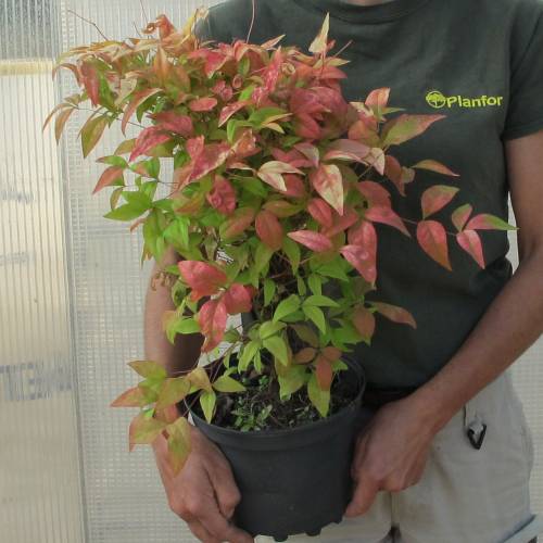 Bambou sacr nain 'Fire Power'