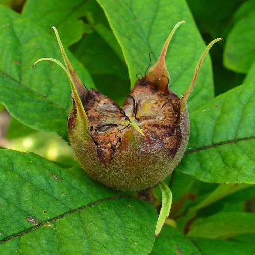 Nflier commun, Nflier d'Allemagne