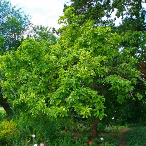 Nflier commun, Nflier d'Allemagne