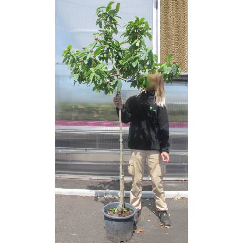 Nflier commun, Nflier d'Allemagne