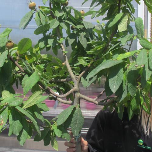 Nflier commun, Nflier d'Allemagne