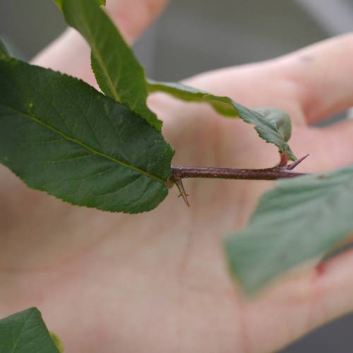 Nflier commun, Nflier d'Allemagne