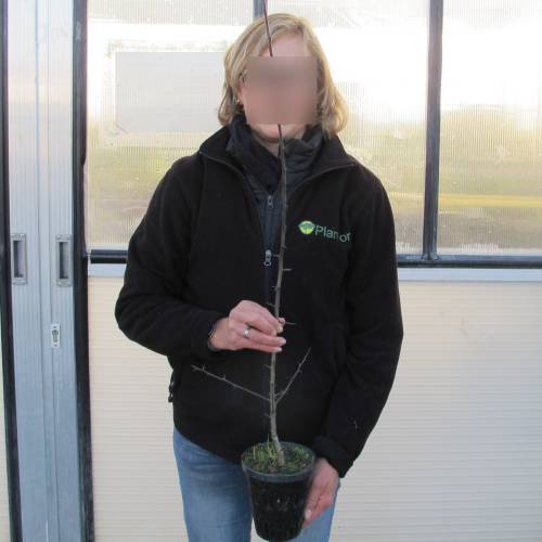 Nflier commun, Nflier d'Allemagne