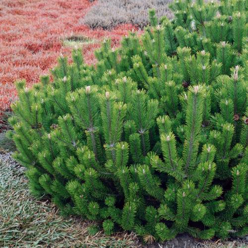 Pinus mugo mughus Pinus mugo mughus