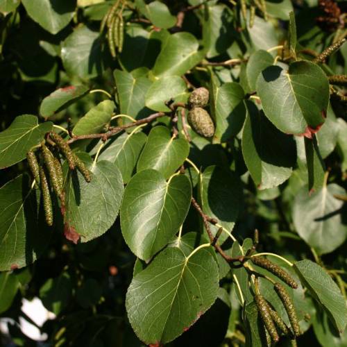 Aulne � feuilles en coeur