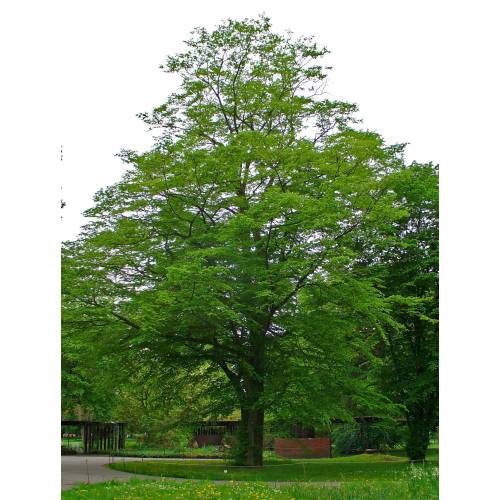 Charme commun, Charmille