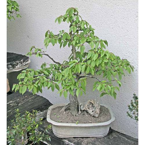 Charme commun, Charmille