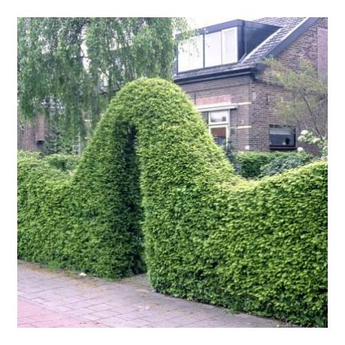 Charme commun, Charmille