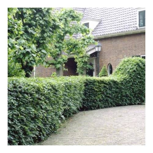 Charme commun, Charmille