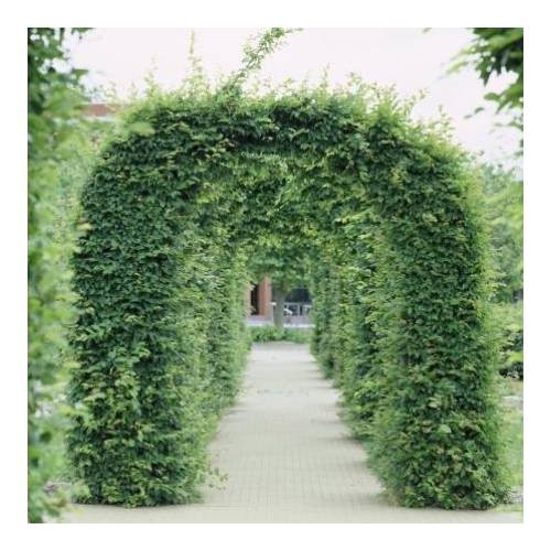 Charme commun, Charmille