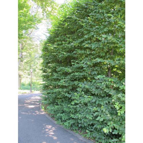 Charme commun, Charmille