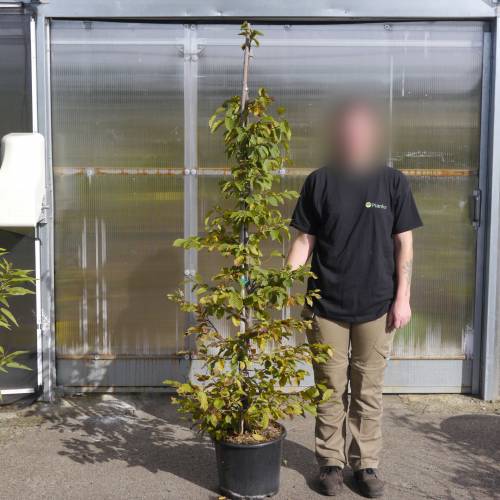 Charme commun, Charmille