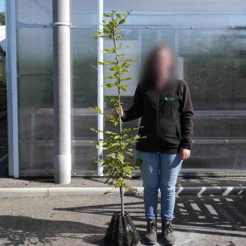 Charme commun, Charmille