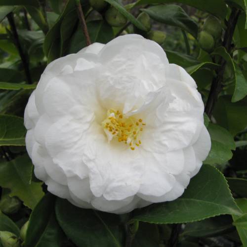 Camélia du Japon 'Le Lys' : vente Camélia du Japon 'Le Lys' / Camellia  japonica Le Lys