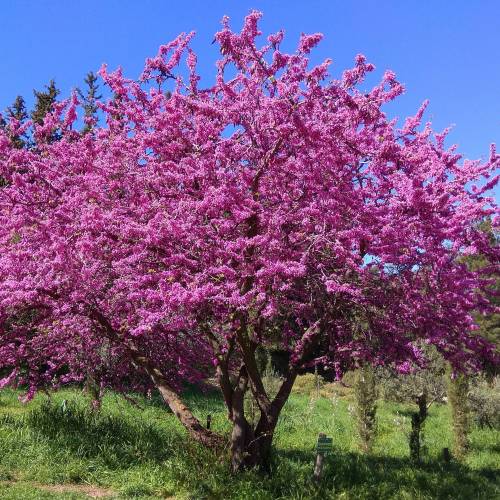 Cercis siliquastrum Cercis siliquastrum