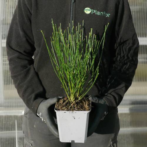 Gent  balais 'Boskoop Ruby'