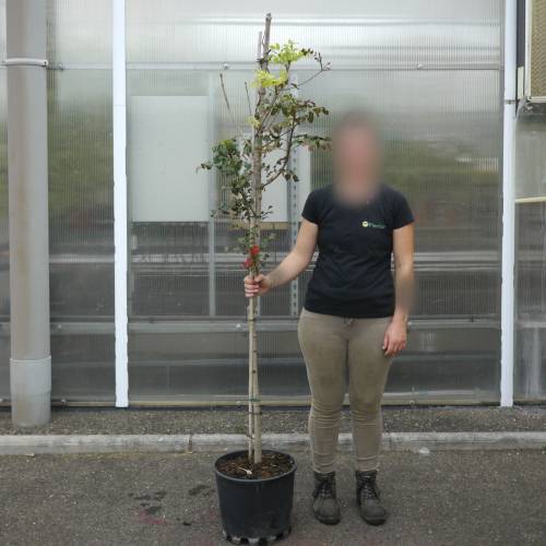 Fr�ne � fleurs