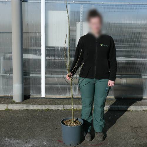 F�vier � 3 �pines inermis, F�vier d'Am�rique