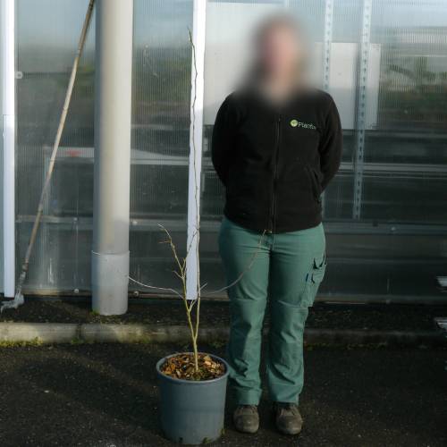 F�vier � 3 �pines inermis, F�vier d'Am�rique