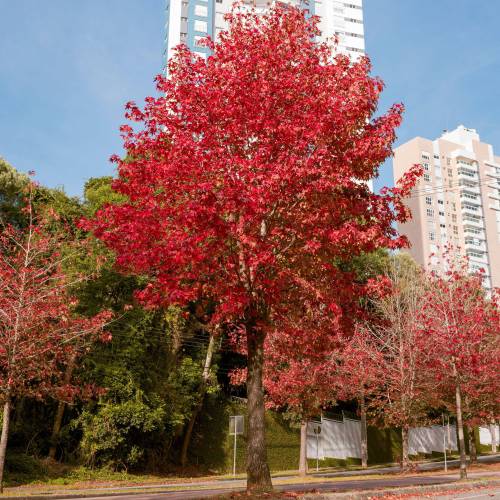 Copalme d'Am�rique, Liquidambar