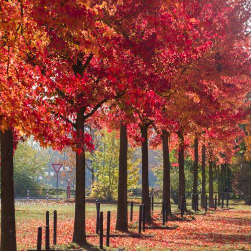 Copalme d'Am�rique, Liquidambar
