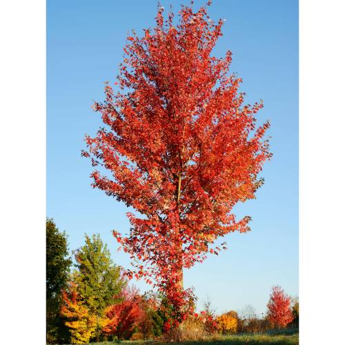 Copalme d'Am�rique, Liquidambar