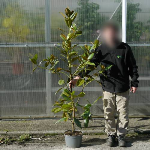 Magnolia  grandes fleurs