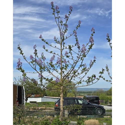 Paulownia, Arbre Imp�rial