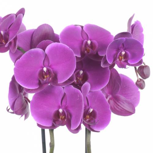Orchidée papillon Mauve, Phalaenopsis : vente Orchidée papillon Mauve,  Phalaenopsis / Phalaenopsis Malva