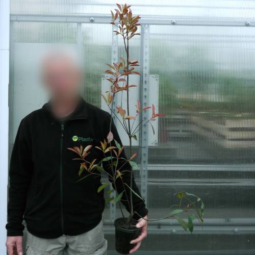 Photinia 'Red Robin'