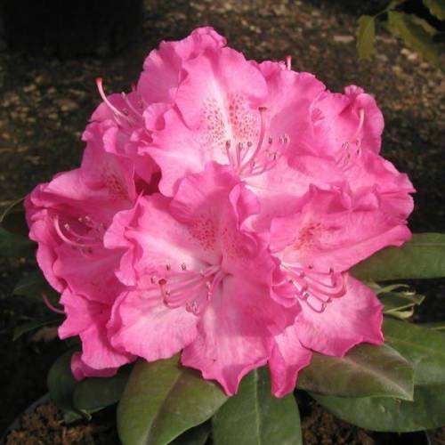 Rhododendron rose 'Germania'