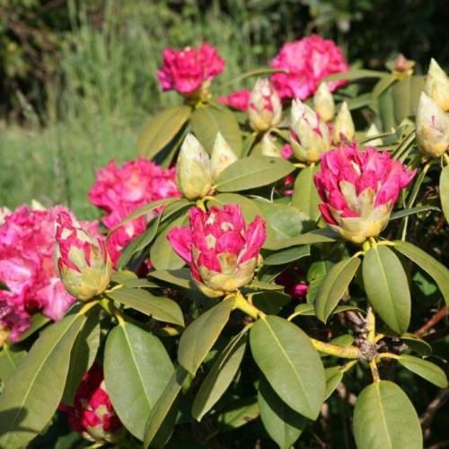 Rhododendron rose 'Germania'
