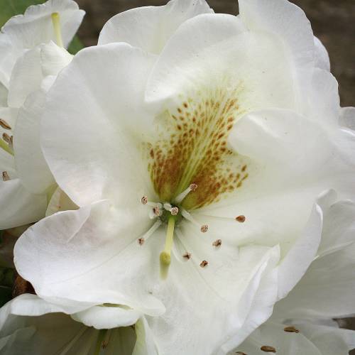 Rhododendron blanc 'Phyllis Korn'