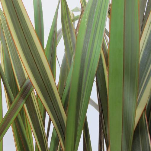 Lin de nouvelle Z�lande 'Alison Blackman'