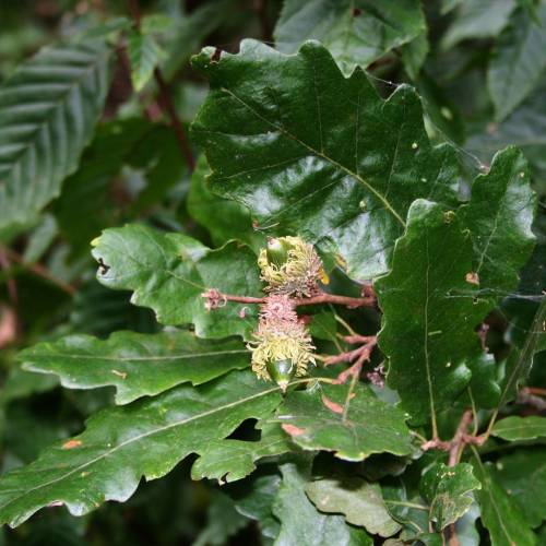 Chne Chevelu Truffier - Tuber Melanosporum