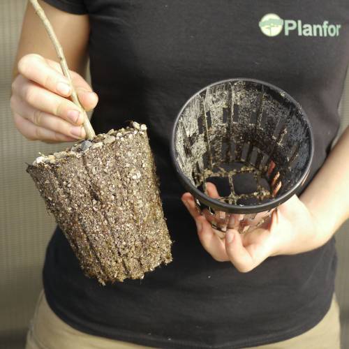 Chne Chevelu Truffier - Tuber Melanosporum