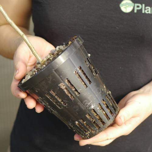 Chne Chevelu Truffier - Tuber Melanosporum