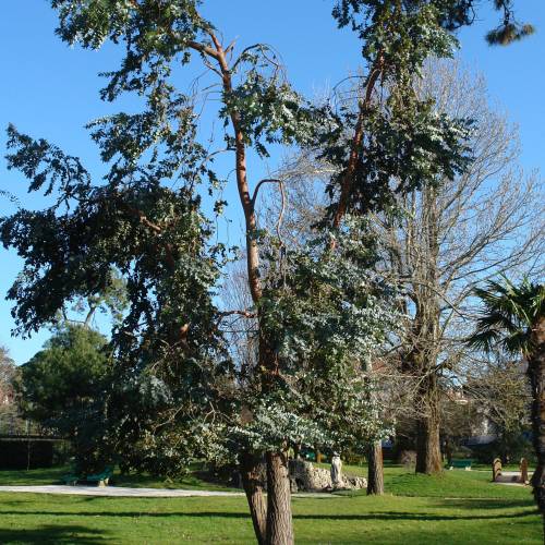 Eucalyptus de Gunn