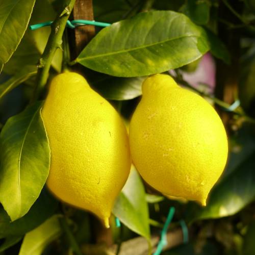 Citronnier des 4 saisons