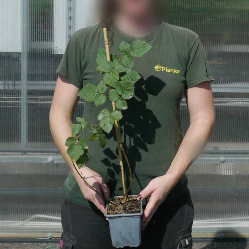 Mre-Framboise Tayberry