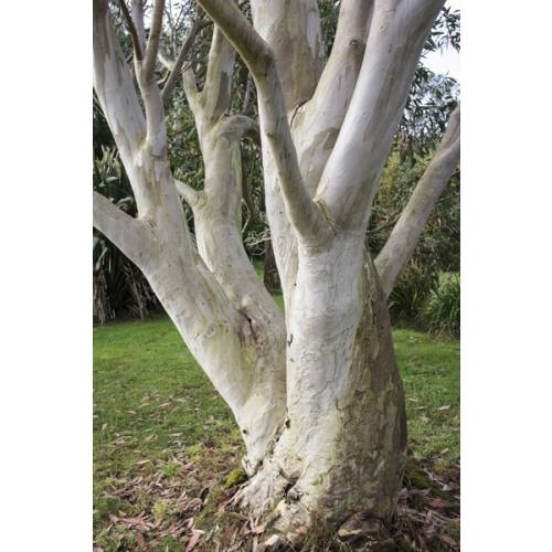 Eucalyptus des Neiges