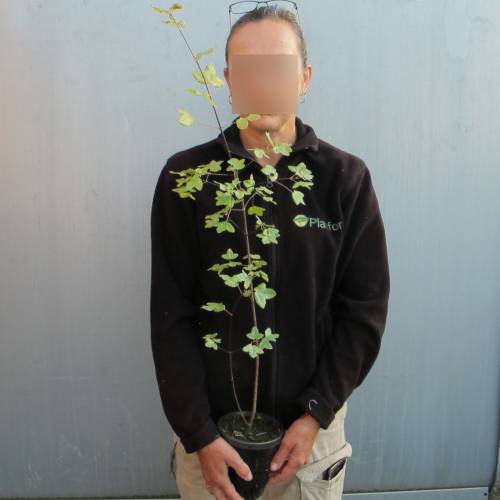 Erable de Montpellier